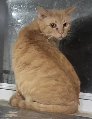 Julien (Bonded with Julius)