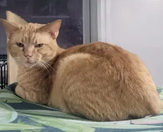 Julien (Bonded with Julius)