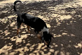 Ford & Chevy-Chevy ADOPTED 1/3/26
