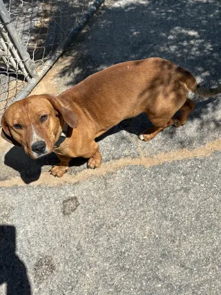 Buddy