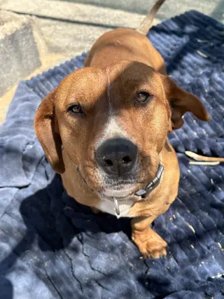Buddy