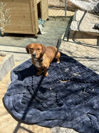 Buddy