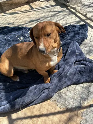 Buddy
