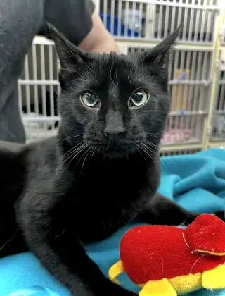 Loki