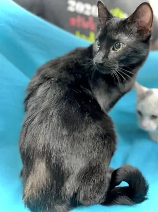 Loki
