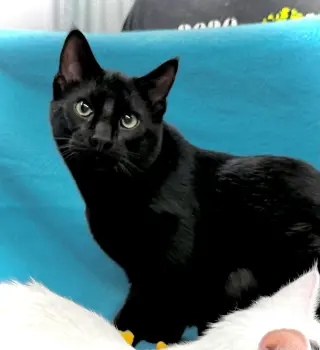 Loki
