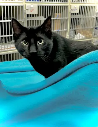 Loki