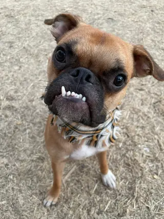 Nash