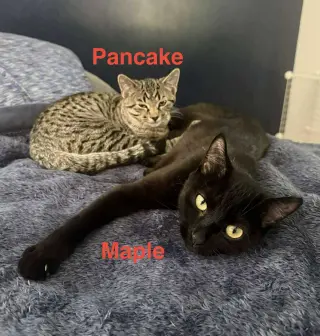 Maple