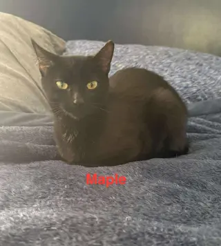 Maple