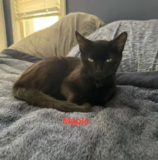Maple