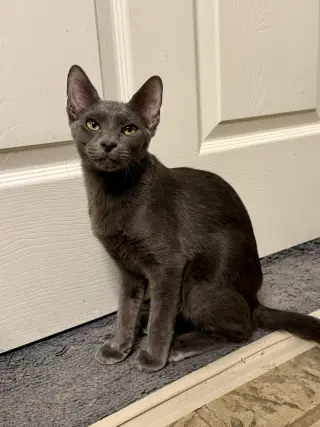 Shadow