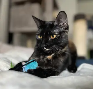 Karma #bonded-to-Jasper