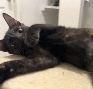 Karma #bonded-to-Jasper