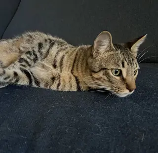 Jasper #bonded-to-Karma