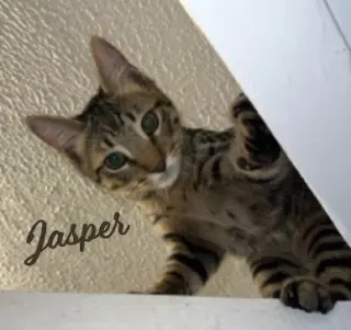 Jasper #bonded-to-Karma