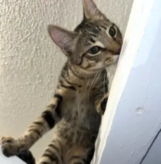 Jasper #bonded-to-Karma