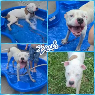 Zeus