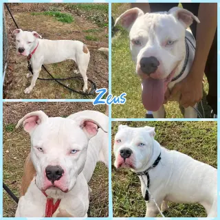 Zeus