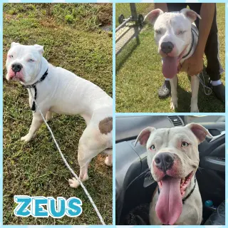 Zeus