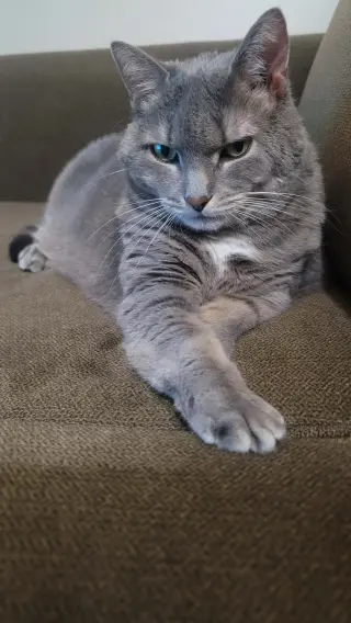Baby Girl (foster cat)