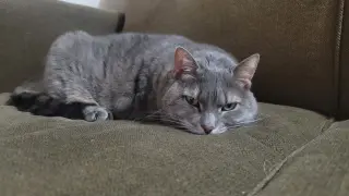 Baby Girl (foster cat)