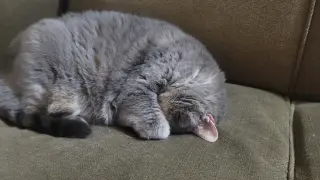 Baby Girl (foster cat)