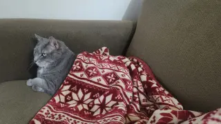 Baby Girl (foster cat)