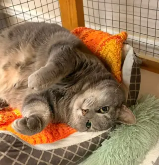 Baby Girl (foster cat)