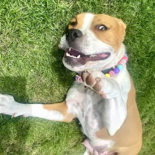 Millie