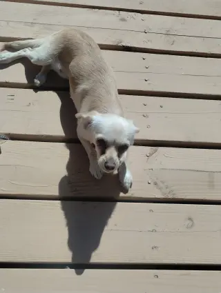 Coco