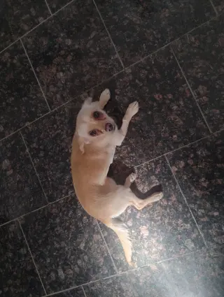Coco