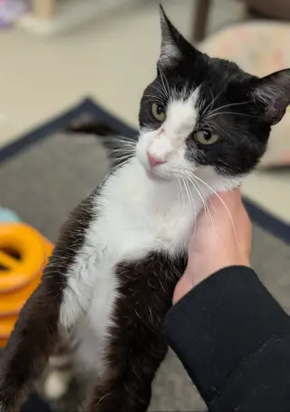 Ranger - Name Your Own Adoption Fee!