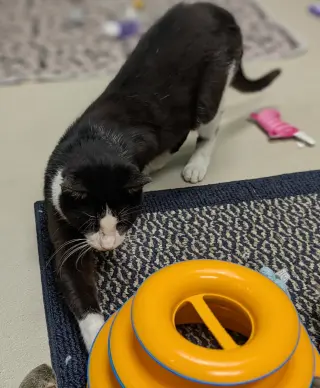 Ranger - Name Your Own Adoption Fee!
