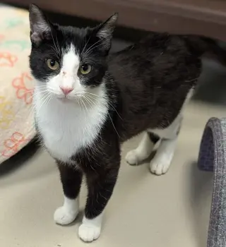 Ranger - Name Your Own Adoption Fee!