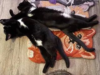 MERCY & ROXY - Twice the Sister Fun!
