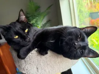 MERCY & ROXY - Twice the Sister Fun!