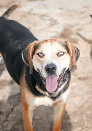 Roscoe