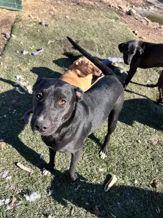 Josie