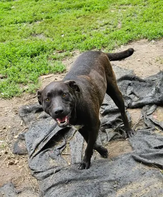 Max
