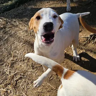 Linus
