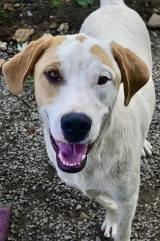 Linus