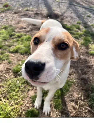 Lyra