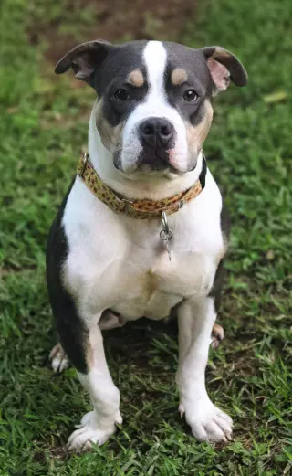 Bertie