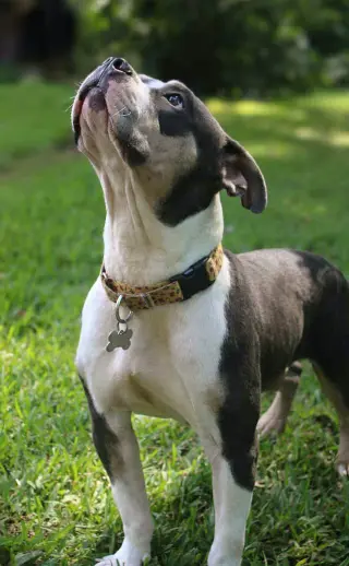 Bertie