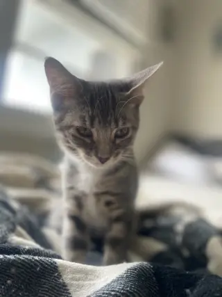 Daisy Lou