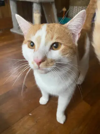 Ralphie (Courtesy Post)