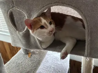 Ralphie (Courtesy Post)