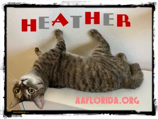 Stash & Heather Grey BoNdEd siblings