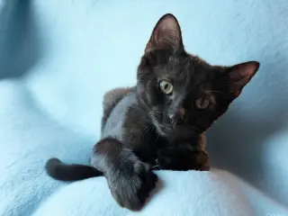 Stitch Thayer - must have a young cat buddy